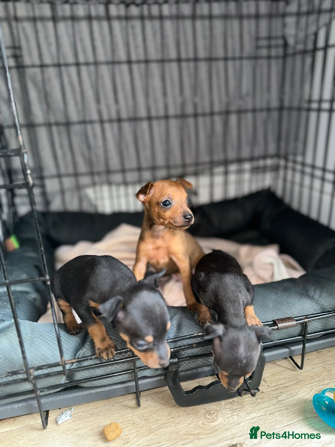 Miniature Pinscher dogs for sale: Miniature pinschers puppies  - Advert 1