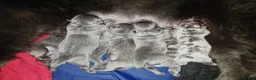Chow Chow dogs for sale: DWKC PURE CHOW CHOW PUPS - Advert 12