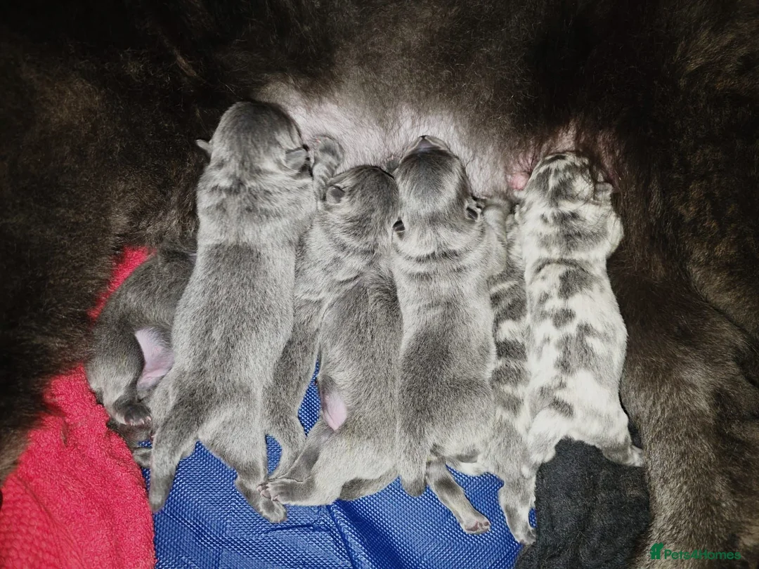 Chow Chow dogs for sale: DWKC PURE CHOW CHOW PUPS - Advert 12