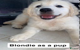 Goldendoodle dogs for sale: Gorgeous F1 Golden Doodles ❤️ - Advert 6