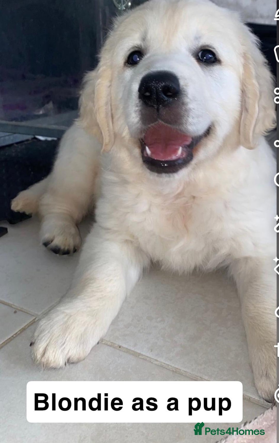 Goldendoodle dogs for sale: Gorgeous F1 Golden Doodles ❤️ - Advert 6