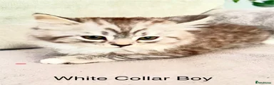 White Collar Boy