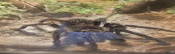 Spiders invertebrates for sale: Pink Salmon Tarantula  - Advert 1