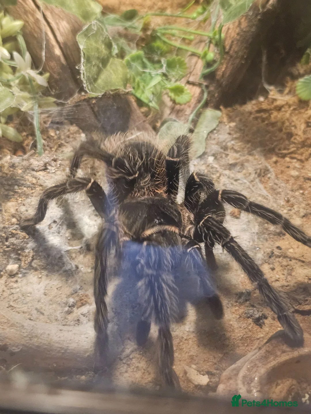 Spiders invertebrates for sale: Pink Salmon Tarantula  - Advert 1