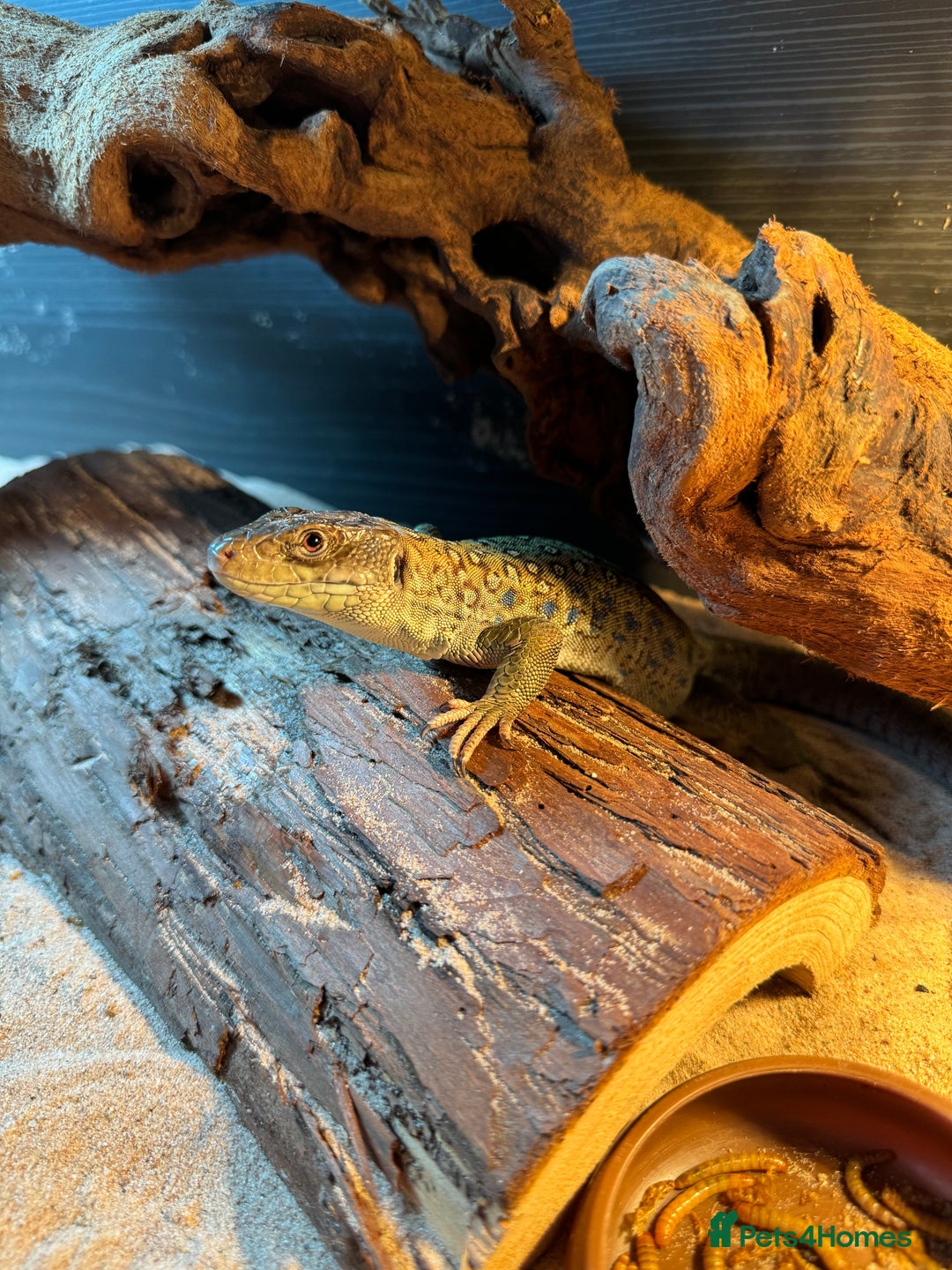 Lizard reptiles for sale: European eyed lizard  - Advert 1