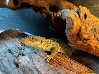 Lizard reptiles European eyed lizard - Advert 1