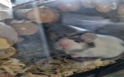 Mouse rodents for sale: Male mice - Image 8