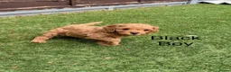 Cavapoo dogs for sale: Backcrossed/ F1b cavapoo - Advert 19