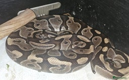 Python Snake reptiles for sale: 12 Rescue Royal Pythons For Sale - Image 8