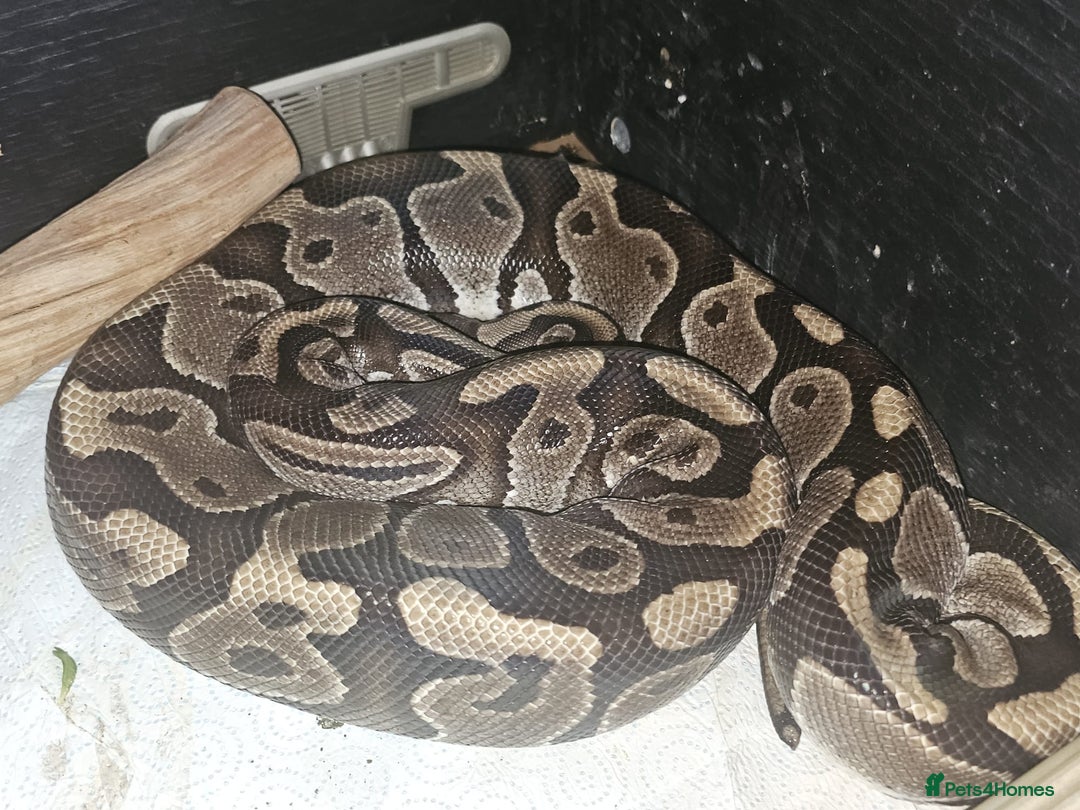 Python Snake reptiles for sale: 12 Rescue Royal Pythons For Sale - Image 8