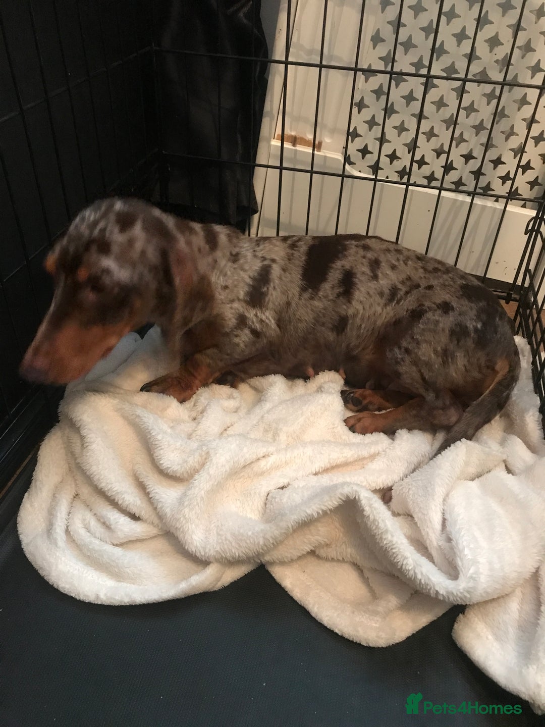 Miniature Dachshund dogs for sale: Miniature dachshund girl for sale - Image 2