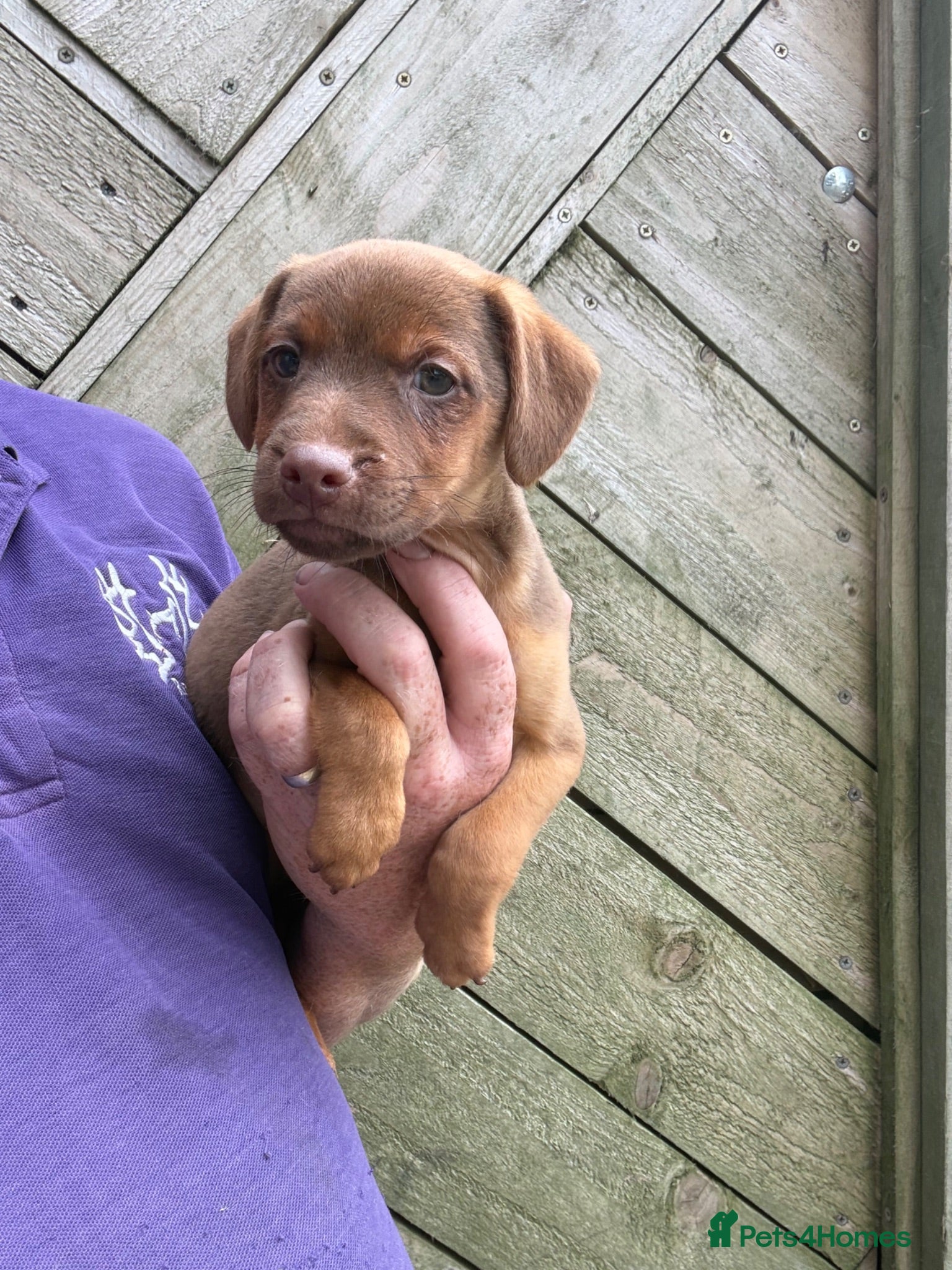 Patterdale Terrier dogs Quality Patterdale Pups Available  - Advert 1