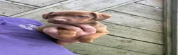 Patterdale Terrier dogs for sale: Quality Patterdale Pups Available  - Advert 3