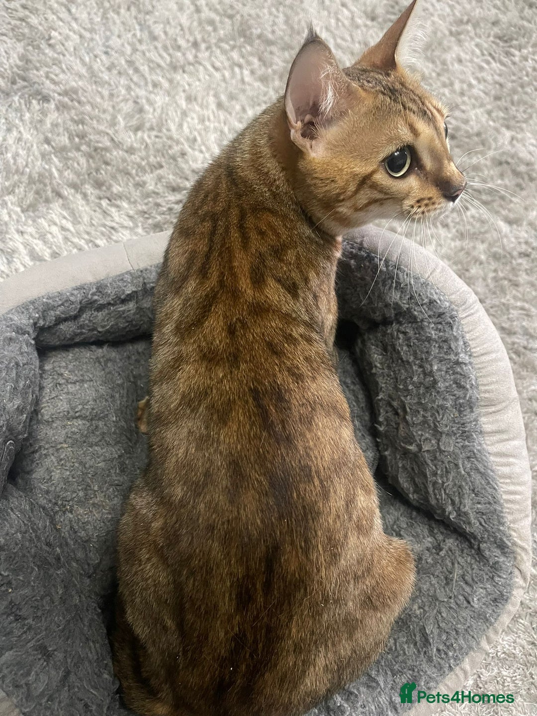 Bengal cats for sale: Beautiful Bengal Female -11 months old!  - Image 11