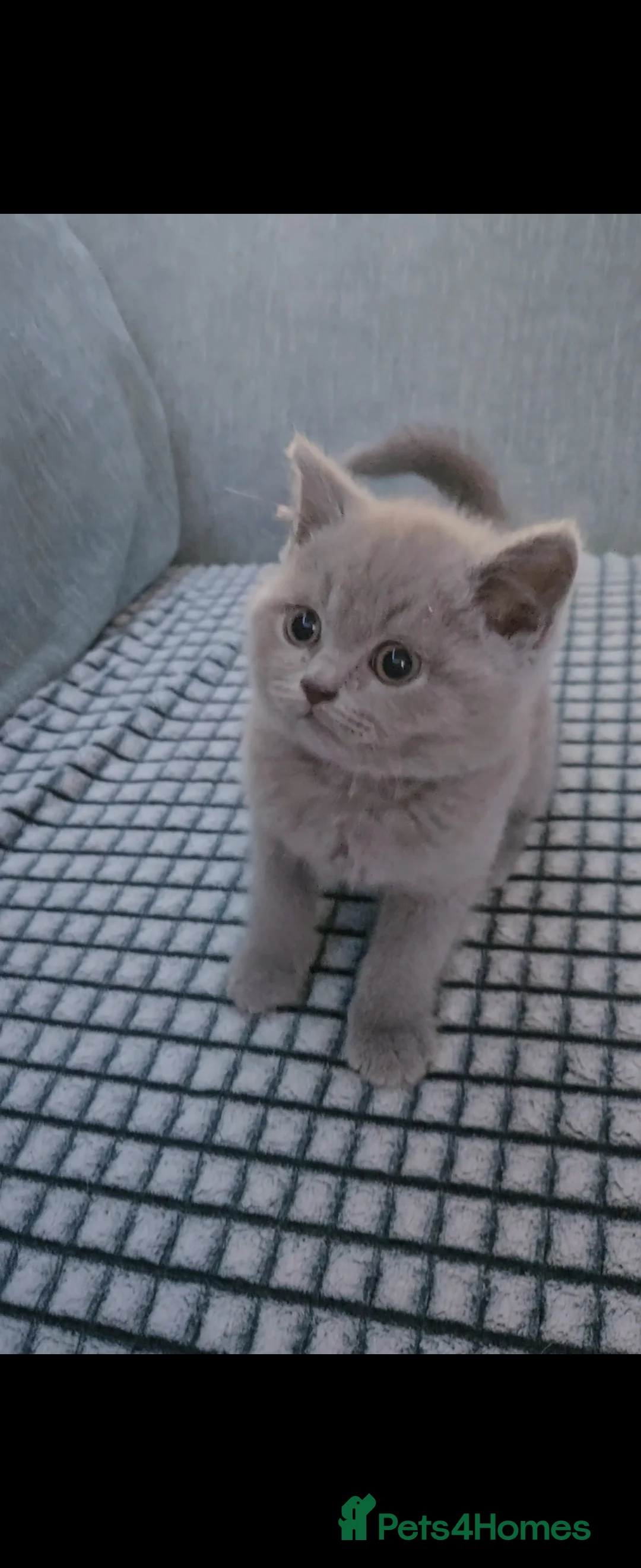 British Shorthair cats for sale: British short hair kittens  - Advert 6