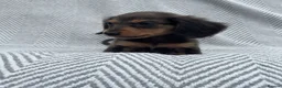 Miniature Dachshund dogs for sale: Mini dachshunds  - Advert 5