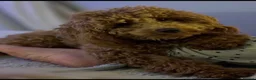 Toy Poodle dogs for stud: KC Toy Poodle Health Tested - Advert 6