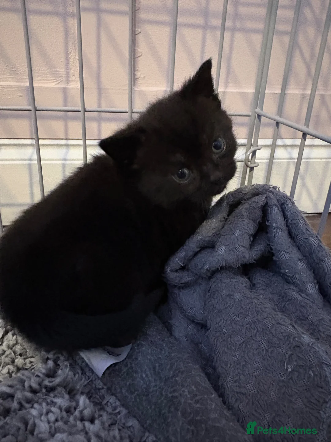 British Shorthair cats for sale: 2 British shorthair mixed kittens. - Advert 3