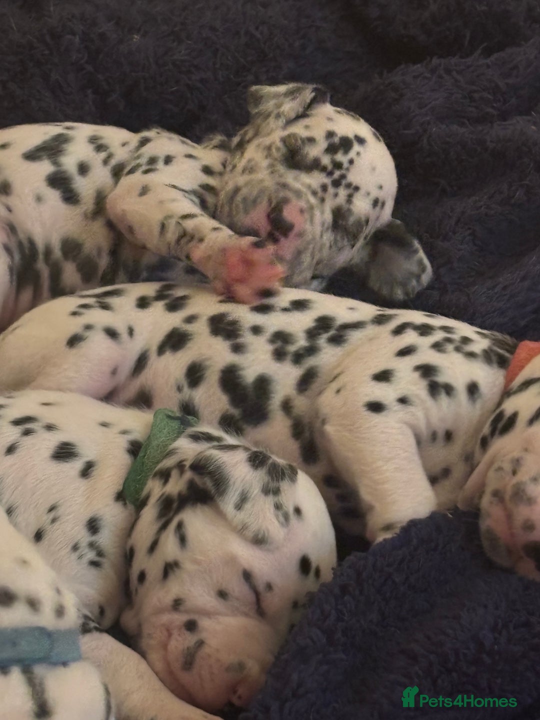 Dalmatian dogs for sale: Dalmatian puppies litter of 5 - Image 7