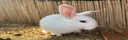 Mixed Breed rabbits for sale: Mixed lop (need homes this week) - Advert 7