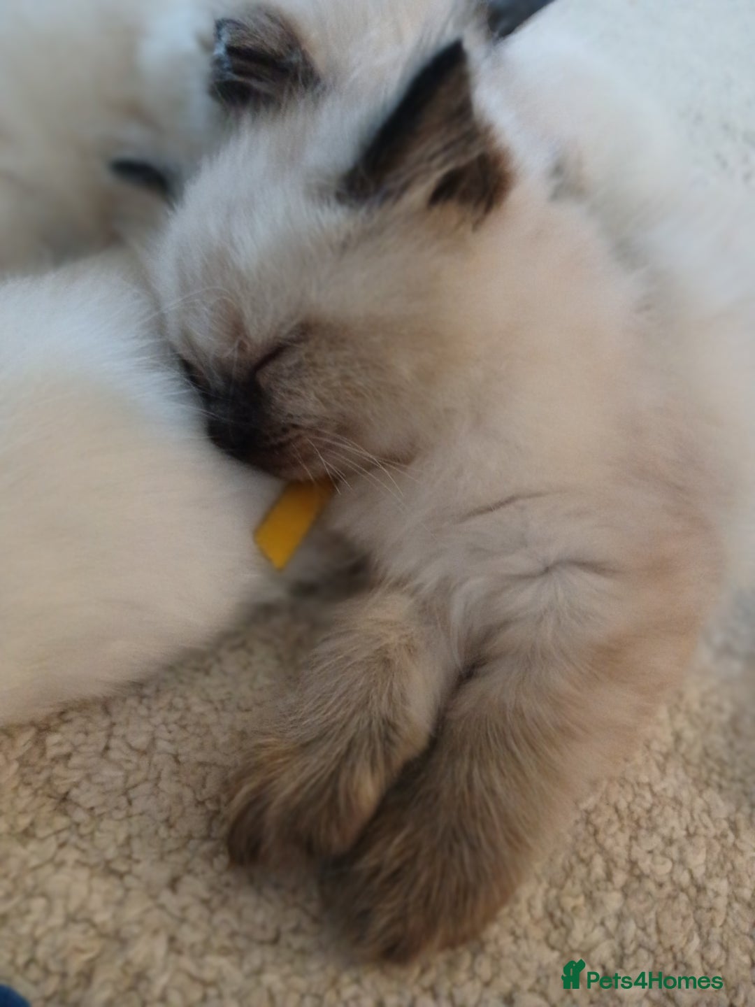 Ragdoll cats for sale: 6 Adorable 1/2 Pedigree Ragdoll Kittens 💗  - Advert 6