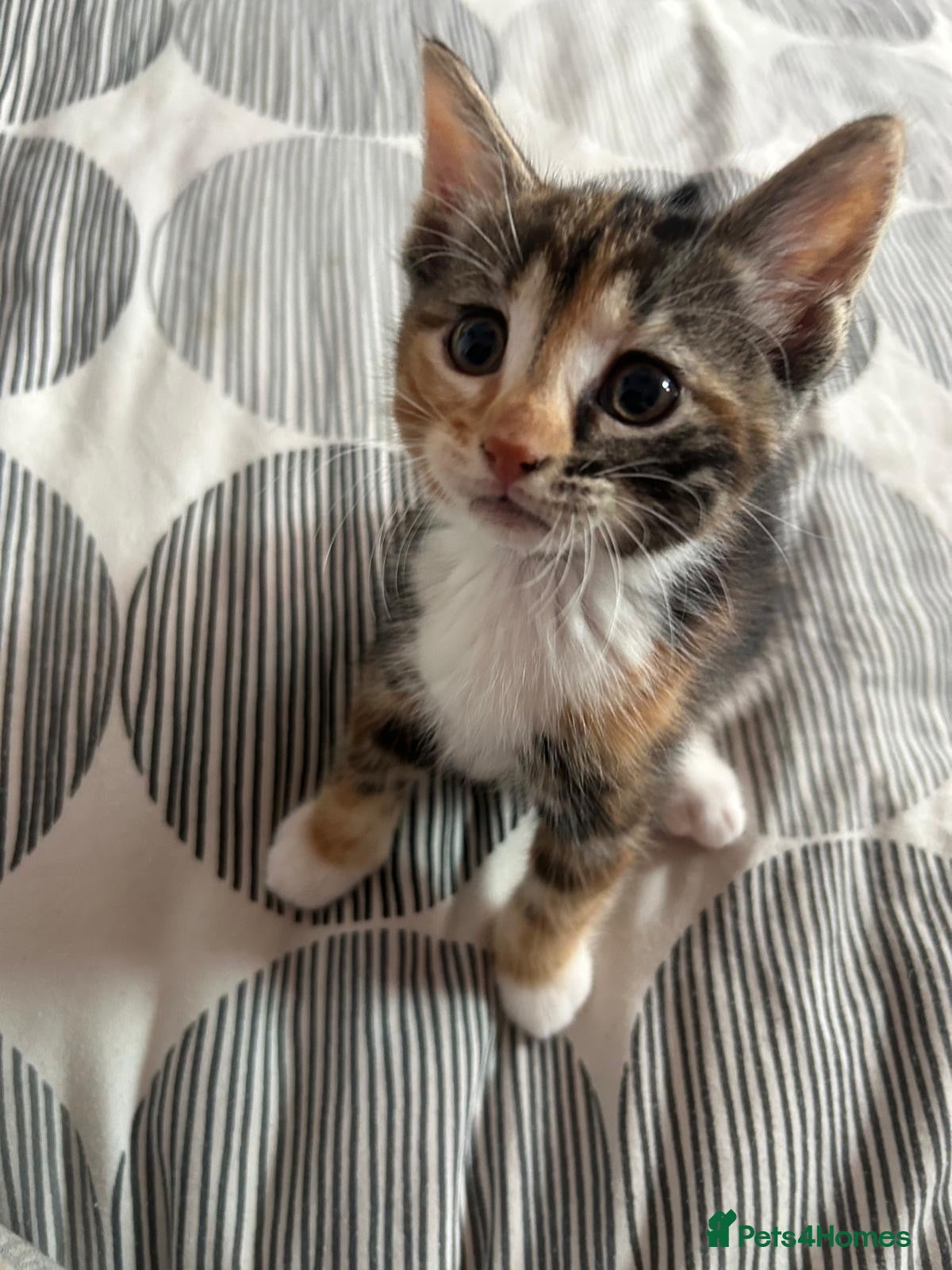 Mixed Breed cats Little cuties need new homes - Advert 1