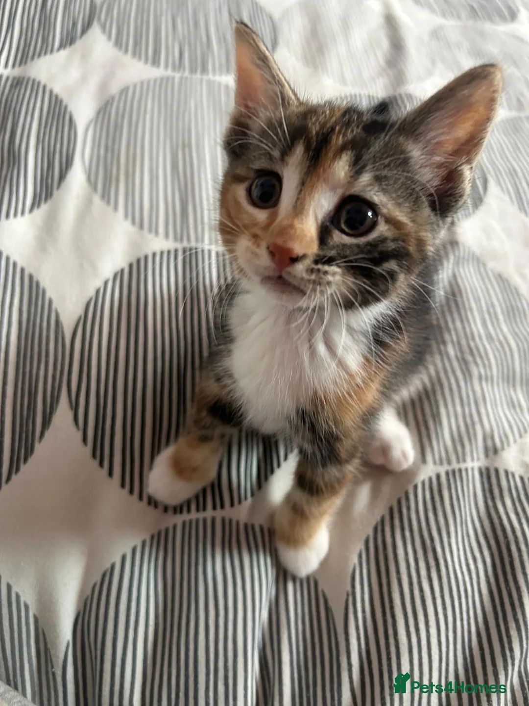 Mixed Breed cats for sale: Little cuties need new homes in Bordon - Advert 1