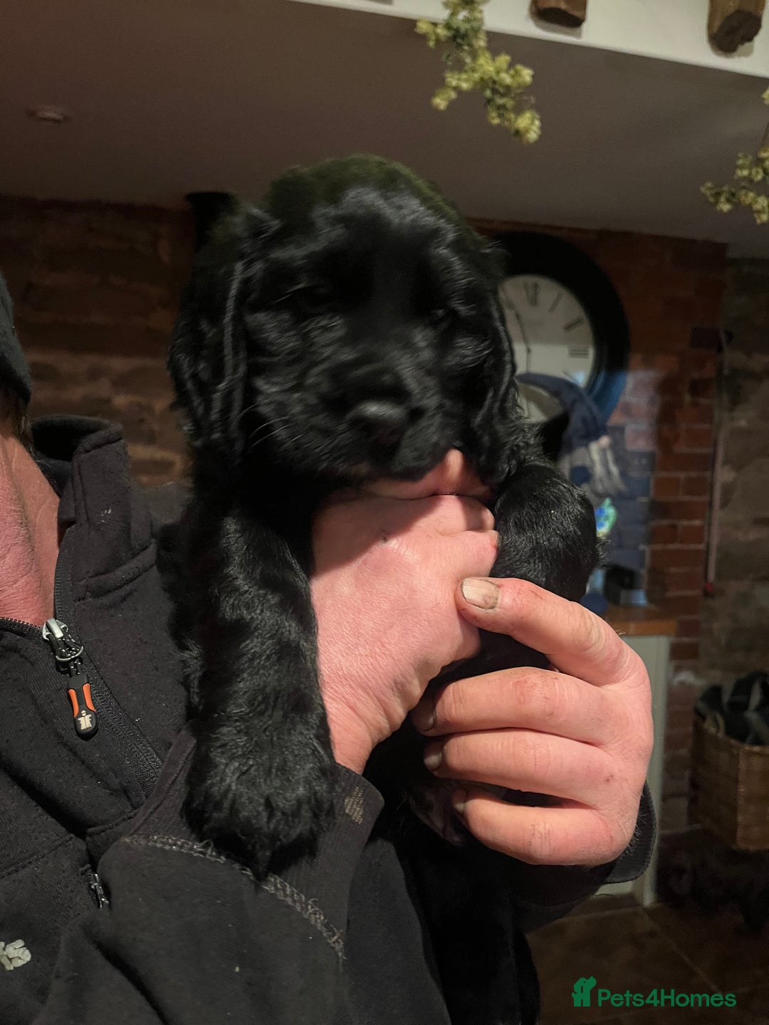 Cocker Spaniel dogs for sale: Wonderful cocker spaniel puppies for sale  - Advert 9