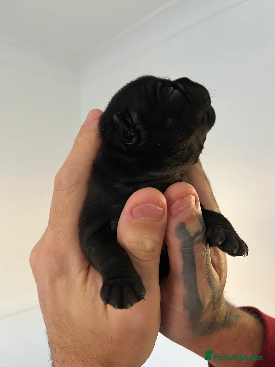 Staffordshire Bull Terrier dogs for sale: KC registered Staffordshire bull terrier puppy  - Advert 12