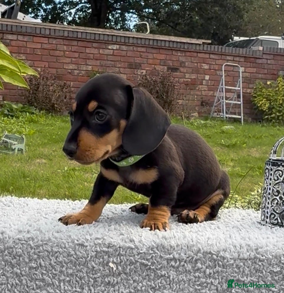 Miniature Dachshund dogs 🐾 2 boys READY NOW… reduced, black & tan - Advert 2