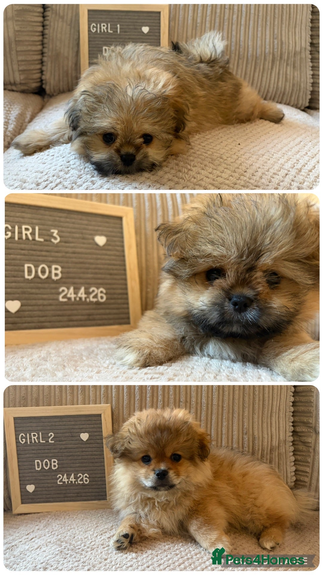 Mixed Breed dogs Stunning Shih Tzu/ Pomeranian puppies  - Advert 2