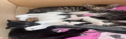 Mixed Breed cats for sale: **4 BEAUTIFUL KITTENS FOR SALE** in Smethwick - Advert 6