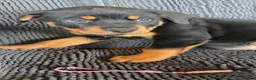 Rottweiler dogs for sale: Three gorgeous Rottweiler Girls - Advert 7