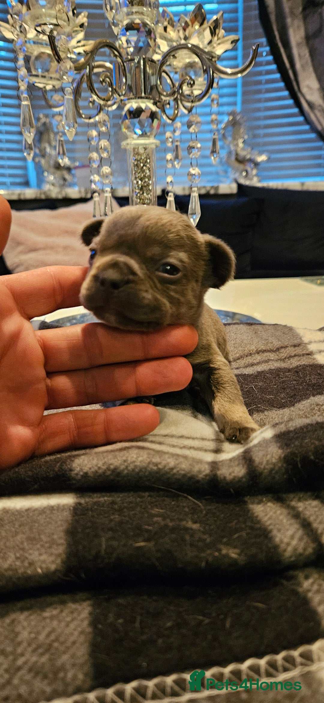 French Bulldog dogs for sale: Kc French bulldog  - Advert 9