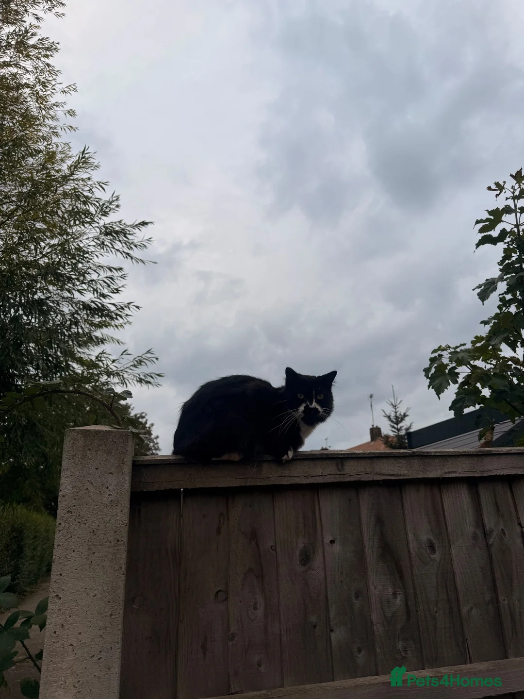 Mixed Breed cats for sale: Male cat for sale - Advert 6