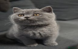 British Shorthair cats for sale: LAST BRITISH SHORTHAIR BLUE - GCCF REGISTERED  - Image 1