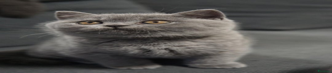 British Shorthair Kitten 