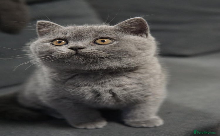 British Shorthair cats - Advert 13