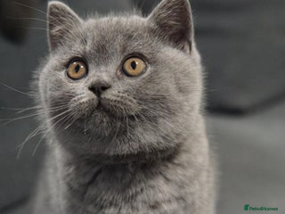 British Shorthair cats - Advert 16