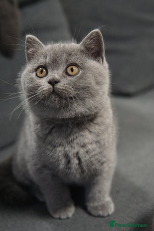 British Shorthair cats - Advert 13