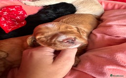 Cockapoo dogs for sale: Stunning Cockapoo Puppies Health Tested  - Advert 6