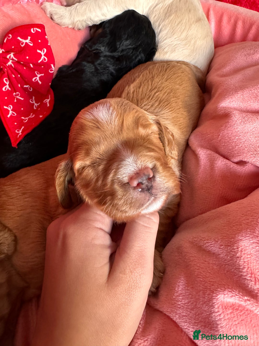 Cockapoo dogs for sale: Stunning Cockapoo Puppies Health Tested  - Advert 6