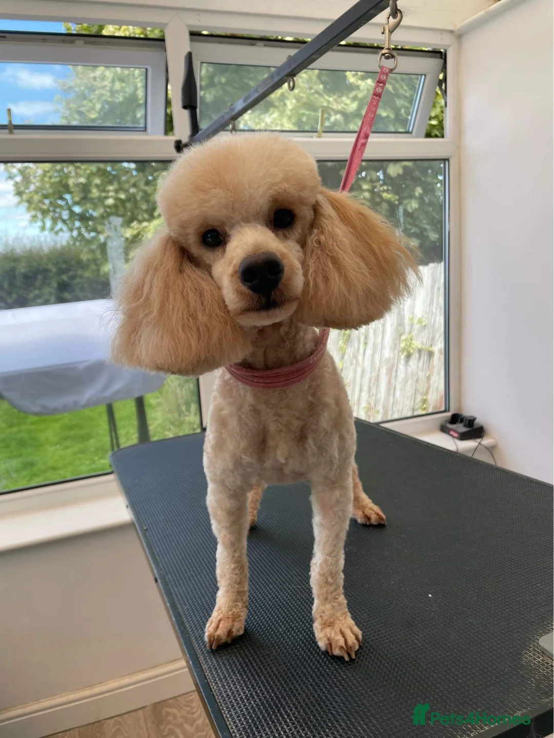 Poodle dogs for stud: Elvis - Apricot poodle in Blyth - Advert 2