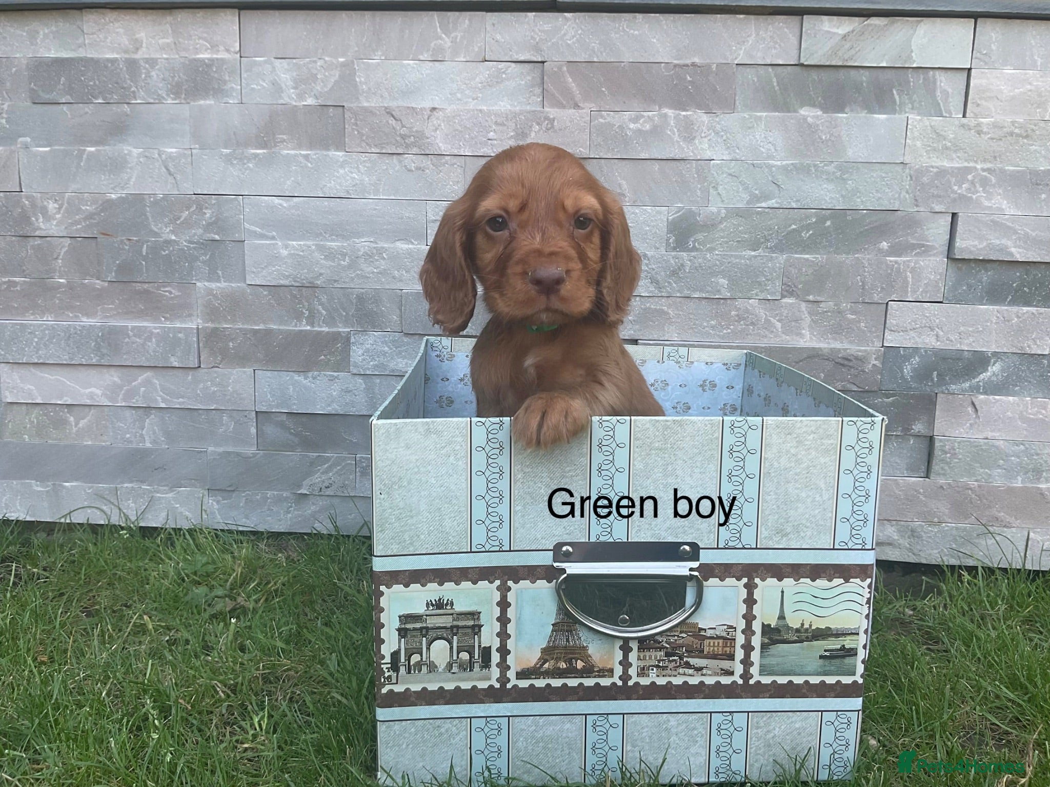 Cocker Spaniel dogs Fox red working cocker spaniels - Advert 1