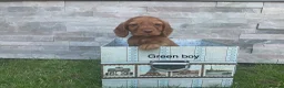 Cocker Spaniel dogs for sale: Fox red working cocker spaniels in Ingatestone - Advert 10