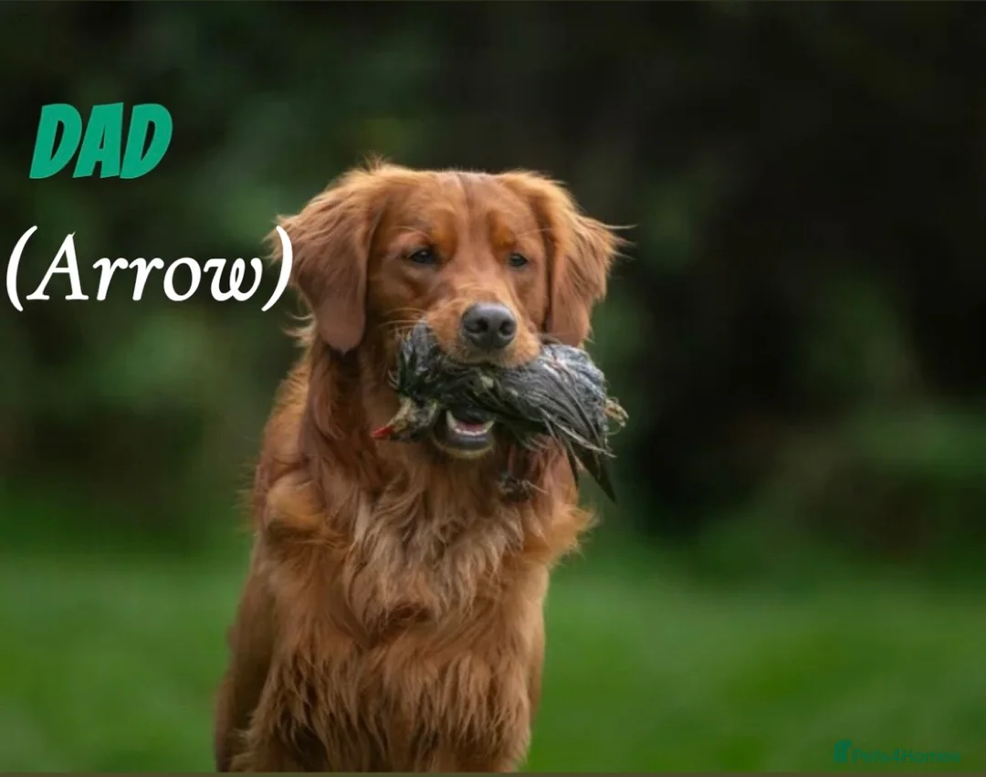 Golden Retriever dogs for sale: Dark Golden Retriever Puppies Health-Tested  - Advert 16