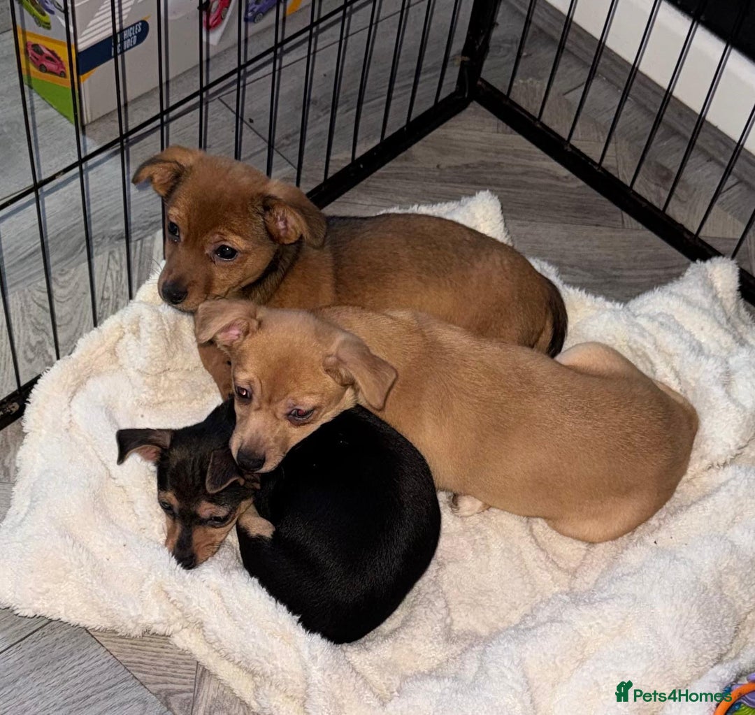 Mixed Breed dogs for sale: Our beautiful puppies - Advert 3