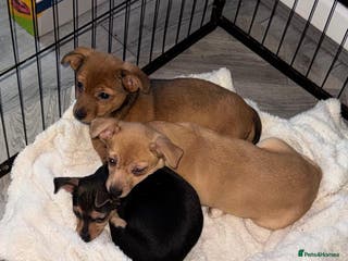 Mixed Breed dogs Our beautiful puppies - Advert 11