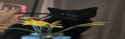 Mixed Breed cats for sale: Kittens for sale  - Advert 1