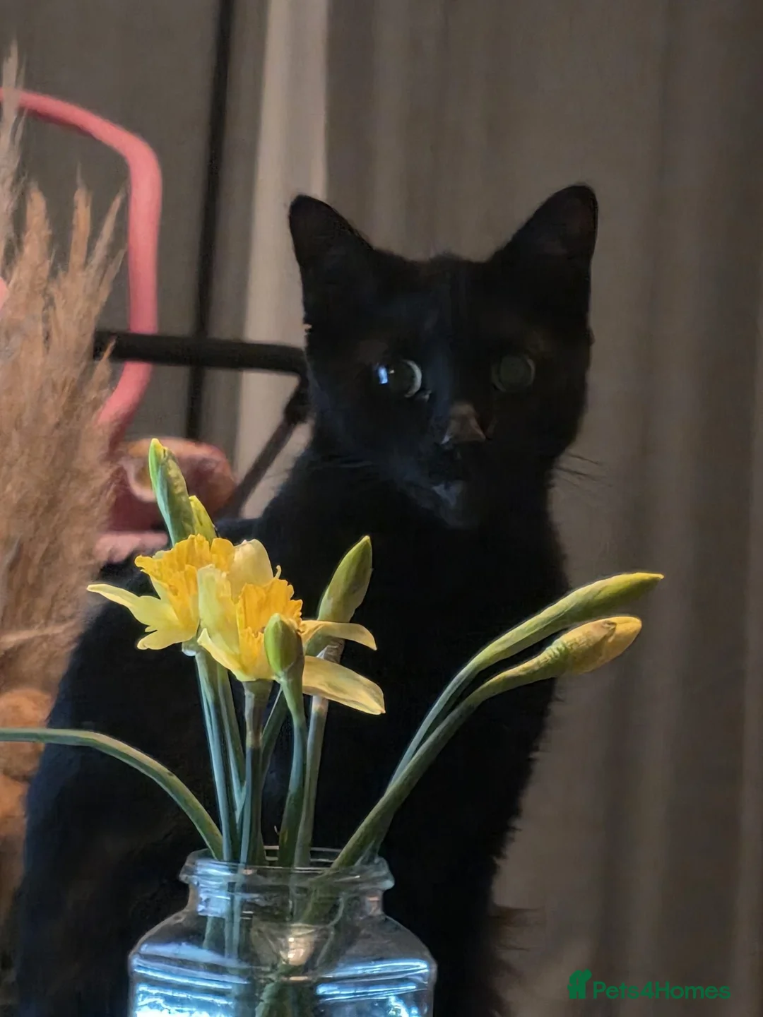 Mixed Breed cats for sale: Kittens for sale  - Advert 1